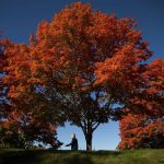 A man walks along North Creek Parkway past rows of trees changing to vivid shades of orange, red and yellow for fall on Monday, Oct. 7, 2024 in Bothell, Washington. (Olivia Vanni / The Herald)