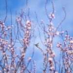 A hummingbird takes flight from a cherry blossom tree just beginning to bloom along Grand Avenue on Wednesday, March 6, 2024 in Everett, Washington. (Olivia Vanni / The Herald)
