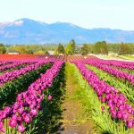 La Conner, Washington produces more tulips and daffodil bulbs than anywhere else in the U.S.