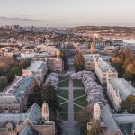 An early-morning view of the cherry blossoms at University of Washington in Seattle.