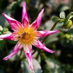 A bee looks for pollen in the center of an orchette dahlia, known as "Fancy Pants," at the home of Snohomish County Dahlia Society's show chair Alli Richards on Thursday, Aug. 16, 2018 in Everett, Washington. The Snohomish County Dahlia Show is this weekend. (Andy Bronson / The Herald)