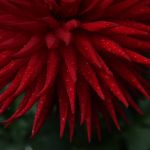 Water droplets sit on an Aitara Rufus dahlia at Lisa Welty's home on Tuesday, Aug. 17, 2021 in Arlington, Washington. She will be showing her flowers at the society's Dahlia Show at Forest Park in Everett.  (Andy Bronson / The Herald)