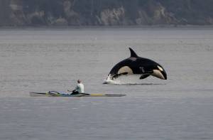 (Photo by Cindi Rausch)
T46B4 Quiver breaches near Sam George by Keystone Ferry Landing on March 21.