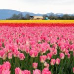 Tulips bloom at Roozengaarde outside of Mount Vernon, Washington during the Skagit Valley Tulip Festival on April 10, 2025. (Will Geschke / The Herald)