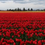Tulips grow at Roozengaarde outside of Mount Vernon, Washington during the Skagit Valley Tulip Festival on April 10, 2025. (Will Geschke / The Herald)