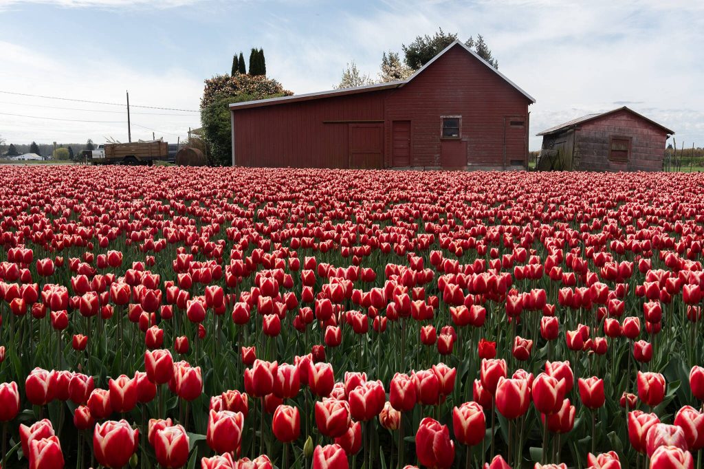 Tulips grow at Roozengaarde outside of Mount Vernon, Washington during the Skagit Valley Tulip Festival on April 10, 2025. (Will Geschke / The Herald)