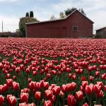 Tulips grow at Roozengaarde outside of Mount Vernon, Washington during the Skagit Valley Tulip Festival on April 10, 2025. (Will Geschke / The Herald)