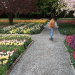 The gravel path in a garden is cleaned at Roozengaarde outside of Mount Vernon, Washington during the Skagit Valley Tulip Festival on April 10, 2025. (Will Geschke / The Herald)