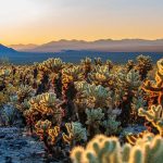 Cholla Cactus Garden, Joshua Tree, California. Kim_Briers // Shutterstock