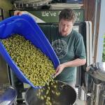 Jason Welle pours loads of Citra fresh hops in the boil kettle at Marysvilles 5 Rights Brewing. (R.J. Whitlow)