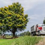 A truck passes by the shoe tree along Machias Road on Thursday, Aug. 28, 2025 in Snohomish, Washington. (Olivia Vanni / The Herald)