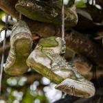 A pair of moss-covered Nike shoes hang from a tree along Machias Road on Thursday, Aug. 28, 2025 in Snohomish, Washington. (Olivia Vanni / The Herald)