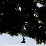 A pair of shoes hanging from a tree branch is silhouetted against the sky along Machias Road on Thursday, Aug. 28, 2025 in Snohomish, Washington. (Olivia Vanni / The Herald)