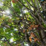 Hundreds of shoes hang from a tree along Machias Road on Thursday, Aug. 28, 2025 in Snohomish, Washington. (Olivia Vanni / The Herald)