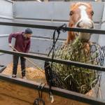Kecia Lee of AK Equestrian mucks out a stall for one of their horses that they evacuated from their property in Snohomish on Friday, Dec. 12, 2025 in Monroe, Washington. (Olivia Vanni / The Herald)