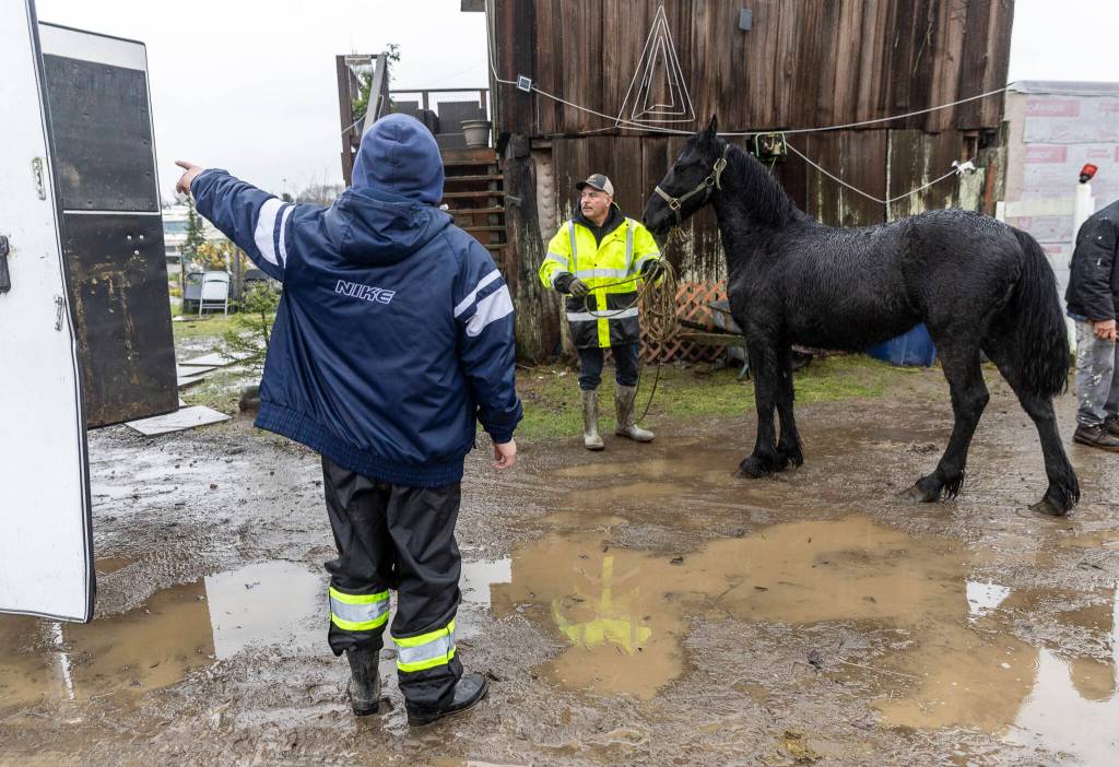 Jesus Luna and his son Diego Luna move their horses to trailers as the evacuate their property on Ebey Island on Wednesday, Dec. 10, 2025 in Everett, Washington. (Olivia Vanni / The Herald)