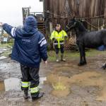 Jesus Luna and his son Diego Luna move their horses to trailers as the evacuate their property on Ebey Island on Wednesday, Dec. 10, 2025 in Everett, Washington. (Olivia Vanni / The Herald)