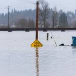 Floodwater from the Snohomish River partially covers a flood water sign along Lincoln Avenue on Thursday, Dec. 11, 2025 in Snohomish, Washington. (Olivia Vanni / The Herald)