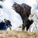 PAWS Wildlife Naturalist Anthony Denice releases a rehabilitated male bald eagle at Lake Ballinger on Tuesday, Feb. 4, 2025, in Mountlake Terrace, Washington. (Olivia Vanni / The Herald)