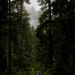 Forest Practices Chair Kathy Johnson walks through vegetation growing along a CERCLA road in the Mt. Baker-Snoqualmie National Forest on Thursday, July 10, 2025, in Granite Falls, Washington. (Olivia Vanni / The Herald)