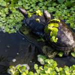 Two turtles sit on a rock and sunbathe inside Flower World on Wednesday, Dec. 31, 2025 in Snohomish, Washington. (Olivia Vanni / The Herald)