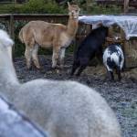 Llamas and goats eat in their pens at Flower World on Wednesday, Dec. 31, 2025 in Snohomish, Washington. (Olivia Vanni / The Herald)
