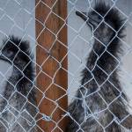 Two resident emus, George and Martha, inside their pens at Flower World on Wednesday, Dec. 31, 2025 in Snohomish, Washington. (Olivia Vanni / The Herald)