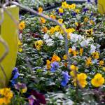 A selection of primroses available at Flower World on Wednesday, Dec. 31, 2025 in Snohomish, Washington. (Olivia Vanni / The Herald)