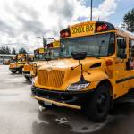 A row of buses wait in an Everett Public Schools lot Wednesday, Oct. 1, 2025, in Everett, Washington. (Aaron Kennedy / The Herald)