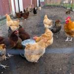 Chickens walk around their pen on the farm that is adjacent to Nattress Orchard Kitchen on Monday, Jan. 26, 2026 in Langley, Washington. (Olivia Vanni / The Herald)