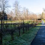 Decorative vineyard line both side of the main driveway to Chateau Ste. Michelle on Wednesday, Jan. 21, 2026 in Woodinville, Washington. (Olivia Vanni / The Herald)