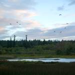 Waterfowl arrive at the Edmonds Marsh as the sun sets in 2023 in Edmonds. (Ryan Berry / The Herald)