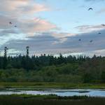 Waterfowl arrive at the Edmonds Marsh as the sun sets on Tuesday, Sept. 19, 2023, in Edmonds, Washington. (Ryan Berry / The Herald)