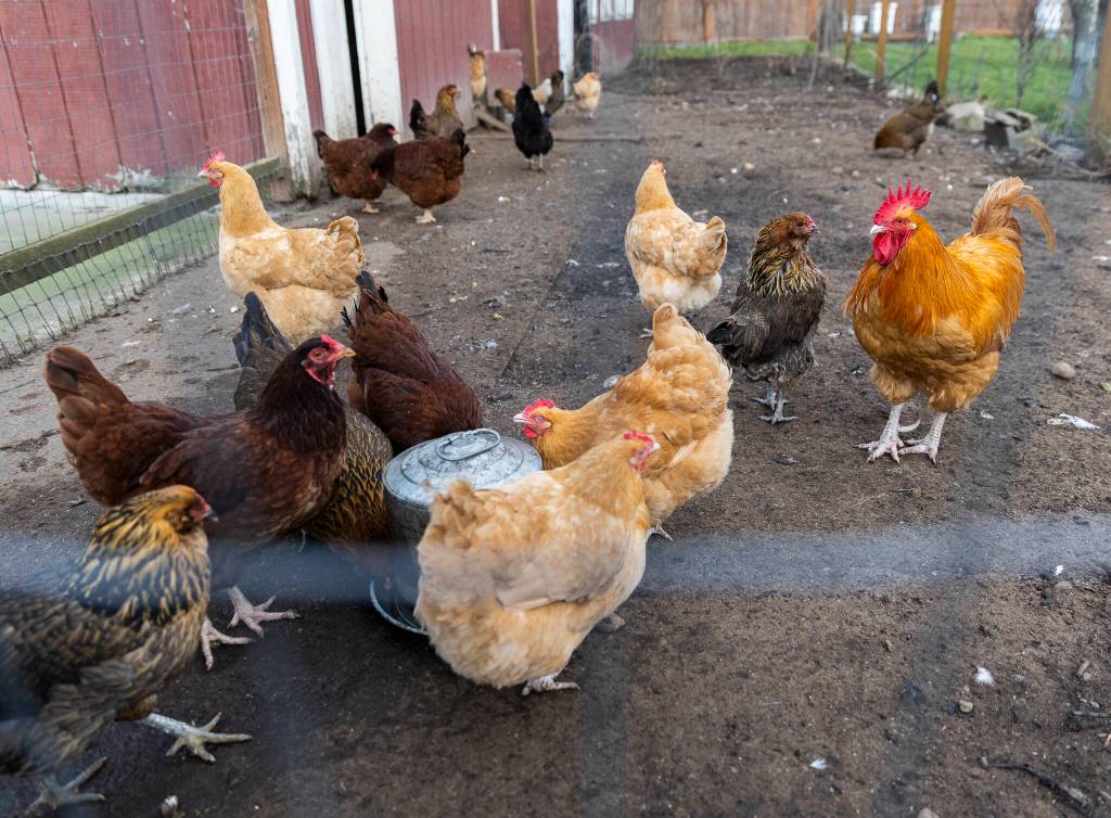 Chickens walk around their pen on the farm that is adjacent to Nattress Orchard Kitchen on Monday, Jan. 26, 2026 in Langley, Washington. (Olivia Vanni / The Herald)