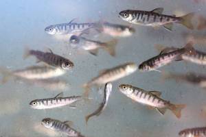 30,000 coho salmon await release at the Hatchery and Environmental Education Center at Halls Lake in Lynnwood on April 5, 2019. (Kevin Clark / The Herald)