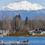 A flock of cormorants sun themselves on a private dock on Lake Stevens with Three Fingers in the background on Wednesday, Feb. 12, 2025. (Olivia Vanni / The Herald)