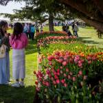 People wander around display gardens flowers at the Skagit Valley Tulip Festival. (Annie Barker / The Herald)
People wander around display gardens at the Skagit Valley Tulip Festival in April 2023. (Annie Barker / The Herald)