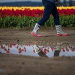 A person walks past a puddle at RoozenGaarde. (Olivia Vanni / The Herald)