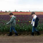 Twin brothers Arlo and Harrison Frostad walk through the fields of RoozenGaarde during the Skagit Valley Tulip Festival in April 2025. (Will Geschke / The Herald)