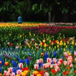 A person walks through a tulip garden at RoozenGaarde in April 2025. (Will Geschke / The Herald)