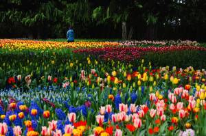 A person walks through a tulip garden at RoozenGaarde in April 2025. (Will Geschke / The Herald)