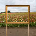 A frame lets people frame shots of the tulip fields at the Skagit Valley Tulip Festival. (Olivia Vanni / The Herald)