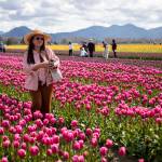 People wander around and photograph fields of tulips, daffodils and other flowers at the Skagit Valley Tulip Festival at RoozenGaarde in April 2023. (Annie Barker / The Herald)