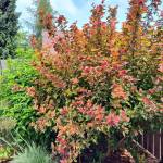 Ninebark Amber Jubilee in Summer. (Sunnyside Nursery)