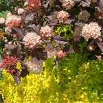 Ninebark Diablo and Euonymus up close. (Sunnyside Nursery)