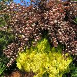Ninebark Diablo in display garden. (Sunnyside Nursery)