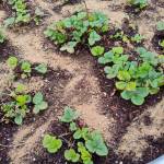 EB Stone Fruit & Berry Food around strawberries. (Sunnyside Nursery)