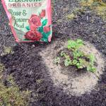 EB Stone Rose & Flower Food around Columbine. (Sunnyside Nursery)
