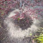 A Japanese Maple with fertilizer under the drip line. (Sunnyside Nursery)