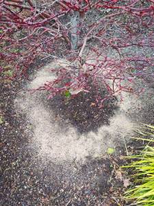 A Japanese Maple with fertilizer under the drip line. (Sunnyside Nursery)